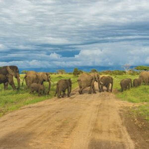 Animals & Nature