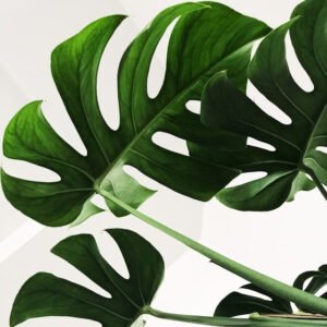 Tropica