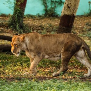 Wildlife